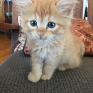 Meet your Posher, Lawrence